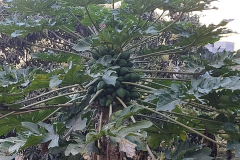 IMG_20240504_173437382